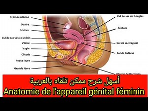 Anatomy of the female reproductive system (أسهل شرح)