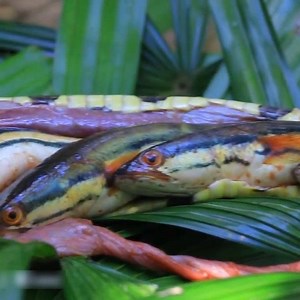 22K views · 296 reactions | OMG ! A lot of Fish in Snake Stomach then Cooking Snake Soup 襤蘿 | CookPro | Facebook