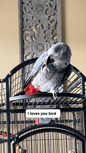 I loves you bird, I loves you bird 🥹❤️ #parrot #funnyparrot #talkingparrot