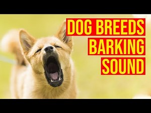 10 Dog Breeds Barking Sound Effects/ Amazing Dogs