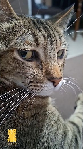 5 Cats, 5 Hilarious Reactions! 😂🐾 #shorts #funny #cats