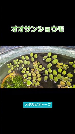 オオサンショウモ☘️メダカビオトープ定番の浮き草 #涼しげメダカノート #ビオトープ #水草