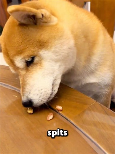 This dog has a special trick-he can shell peanuts. #funny #dog #fpy #funnypuppy #acrobatics