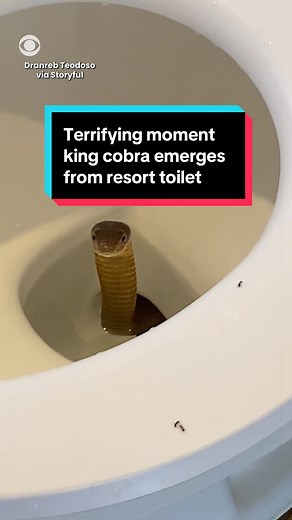 A hotel guest captured the terrifying moment a king cobra emerged from the toilet of a resort in Don Salvador Benedicto, Philippines. The guest called resort staff to help catch and remove the venomous snake. #snake #cobra #philippines #philippinestiktok #snakesoftiktok