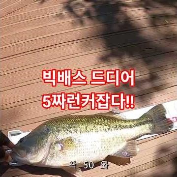 숏츠 #bassfishing #fishing #배스어택 #낚시 #낚시 #배스낚시 #구이저수지 #전북배스낚시 #빅배스 # #carpfishing #댐낚시 #생활꿀팁 #덩어리배스