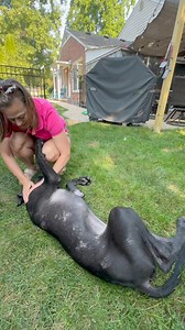 Watch Pilot soak up the love from our friend @Heather Calera Stephens (and her family members) yesterday. Eva and Nora seem so proud of their fun new little brother 🥰 | Lady Darla's Legacy - The Squirrel Patrol