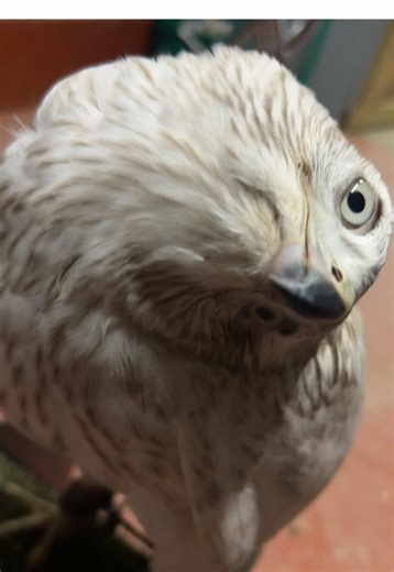 Silly imprint goshawk after getting her new furniture on #goshawk #hawk #falconry #birdsofprey