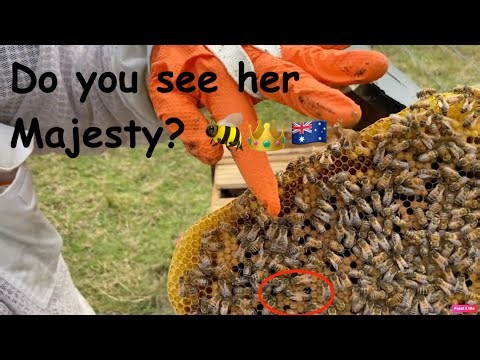 4th Spring hive inspection 2025 🇦🇺🐝🍯 #beekeeping #savethebees #honeybee #beekeeper #australia