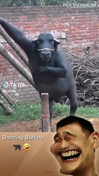 Funny Dancing Buffalo Compilation