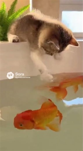 Cat “Attacks” Goldfish with Curiosity 🐱🐟😂