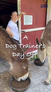 This is a sneak peak into my (Ashley Douglas) world outside of the dog training realm. I have been an animal lover for as long as I can remember. As a kid I "trained" the family dog, played with our kittens, showed goats at the local fair and looked at, fed grass through the fence to and rode horses. As an adult in my early 30s I entered the world of Mammoth Donkey ownership and never looked back. Deets and Zoe moved from New Hampshire to South Carolina with me in 2014. I now board them at a bar