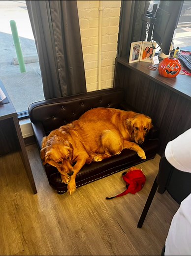 #dog #dogsoftiktok #dogs #benson #appliances