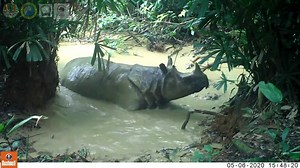 1.7K views · 222 reactions | Aquí hay imágenes de posiblemente el gigante terrestre más raro, el rinoceronte de Java (Rhinoceros sondaicus). Una vez, su área de distribución se extiende desde las islas de Java y Sumatra, a lo largo del sudeste asiático hasta India y China. Ahora, debido a la destrucción del hábitat, el número de especies no supera los 60 individuos. | La naturaleza en imágenes | Facebook