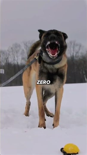 Meet The Most Fearless Guard Dogs Ever!