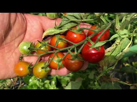 ミニトマト…強敵カメムシ現る！Ｈ29.7.13