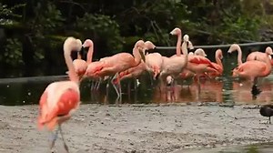 245 reactions · 33 shares | VIDEO: Behind the scenes at the zoo - 100 pink flamingos have an MOT! Curator of birds, Andrew Owen, tells us why we give our flock of 100 Chilean flamingos an annual health check-up... | Chester Zoo | Facebook