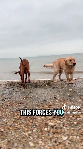 Should You Get a Dog? Golden Retriever & Labrador Guide