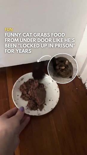 Hilarious Cat Antics: Bill the Ultimate Youngest Child