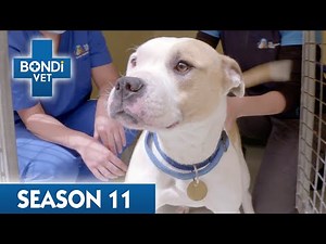 Bondi Vet | Season 11 | Teaser