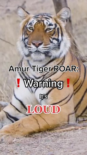 The roar is so loud it distorted the camera’s audio! 😱 #AnimalSounds #tigersoftiktok #AmurTigers #SoundOn