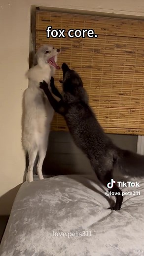 Funny Fox Videos That Will Make You Smile