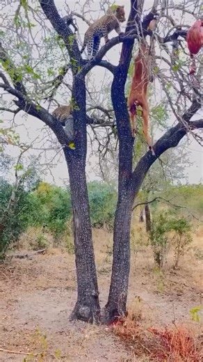 wildtail on Instagram: "In Japan, researchers are using smart walkways to turn everyday activities into clean energy 4. These roads are embedded with special piezoelectric material that can collect kinetic energy from pedestrians' footsteps. When people walk, run or jump, the road surface is slightly deformed, creating mechanical pressure. Piezoelectric crystals convert this pressure into electrical energy. This energy can be used to illuminate street lights, power public displays, and even moni