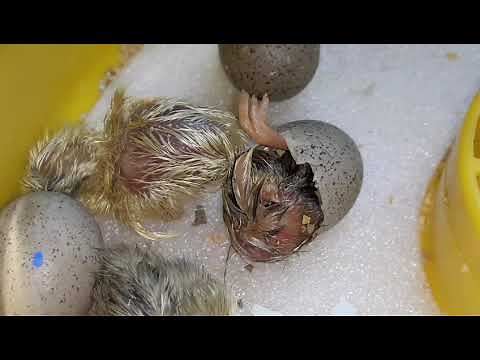 Button Quail Hatching!