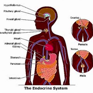 endocrine system rap