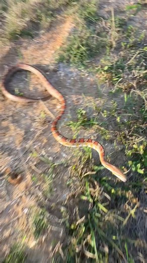 WHAT IS THIS SNAKE! #snakes #wildlife #nature