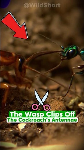 Jewel Wasp Turns Cockroaches Into Zombies!🐝 | Emerald Jewel Wasp💎