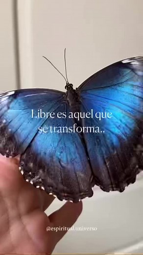 Exploring the Beauty of Blue Butterflies in Nature