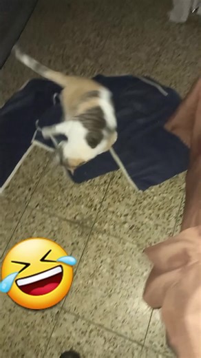 Videos de Omar Cabrera (@omar.cabrera013) con “sonido original - clipdecine”