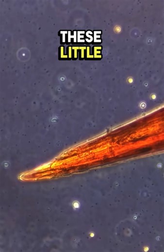 Wasp stinger under the microscope | Extreme close-up