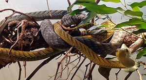 Police Confirm Man With 124 Snakes In His Home Died From Snake Bite