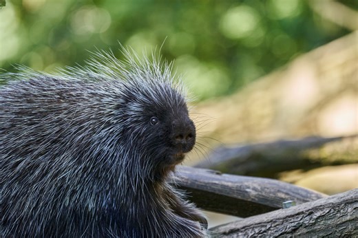 Philadelphia Zoo Porcupine Goes on 'Top Secret' Mission and Total Cuteness Ensues