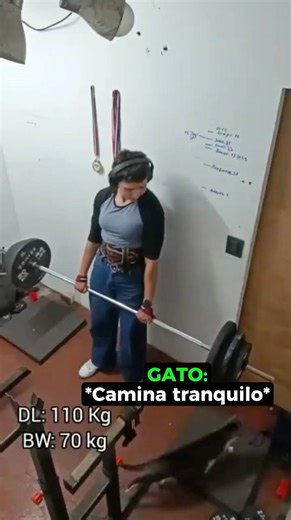 Casi Aplasta A Sus Gatos! 🐱