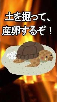 忙しい人向け爬虫類解説 【ニホンイシガメ】＃ニホンイシガメ #ペット #爬虫類 #亀の飼い方