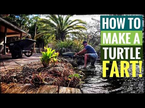 Turtles Need to Fart! Really