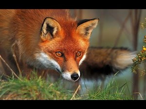 Realtree night vision predator hunting: Fox Shooting with the NiteSite NS200