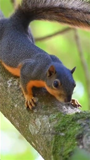 Discover the Vibrant World of Variegated Squirrels in Stunning Wildlife Scenes 🐾