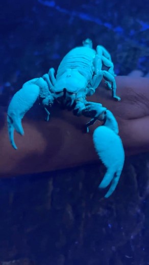 The Reptile Zoo | 🦂 Did you know? Emperor scorpions, despite their fearsome appearance, are actually quite gentle and social creatures! They use their... | Instagram