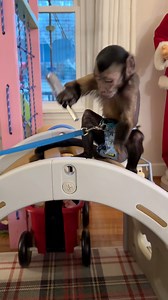 4.9K views · 349 reactions | Oliver’s helping me put together their monkey tunnel!! He’s the best helper around!! #oliverlincoln #monkeytunnel #smartmonkey #tools #capuchin | Three Little Rascals | Facebook