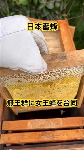 女王蜂が居なかったので女王蜂王台付き巣板を合同しました。 #ニホンミツバチ #日本蜜蜂 #日本ミツバチ #はちみつ #ミツバチ #無王群 #女王蜂