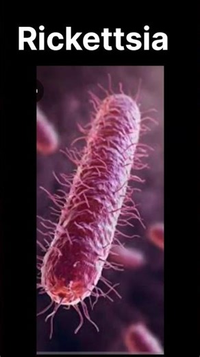 Rickettsia