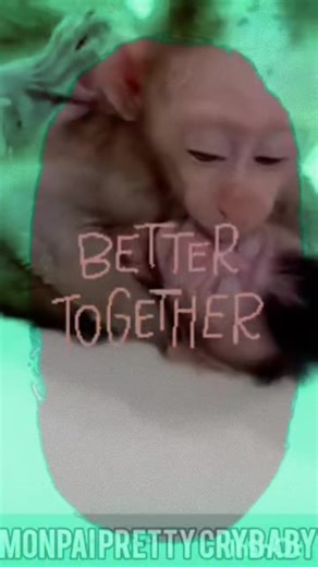 the duo #babymonkey #monkey #duo #animals #fypage | monkey