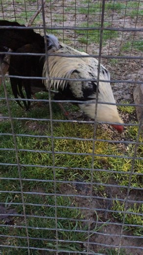 Lucky J Gamefarm on Reels