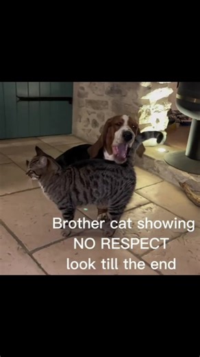 Brother cat being impolite with basset hound sophia #huntingdog #bassethound #funnyanimals #funnycat #funnydog