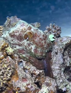 21K views · 835 reactions | Caribbean reef octopus . ##octopus #sea #animalvideos  Follow us & Enjoy! | Animals Videos | Facebook