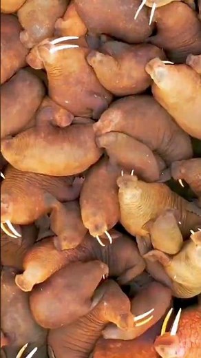 Giant Walruses Are Losing Their Ice Home Because of Melting 😱#trending #viralvideo #nuralomOfficial