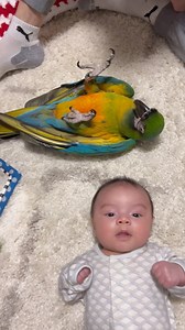 457K views · 7K reactions | Training bird and baby together  #macaw #baby #training #family #play | Monty The Macaw | Facebook
